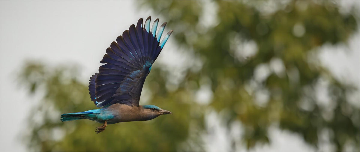 what-is-the-spiritual-meaning-of-a-bird-flying-in-your-house-birdfy