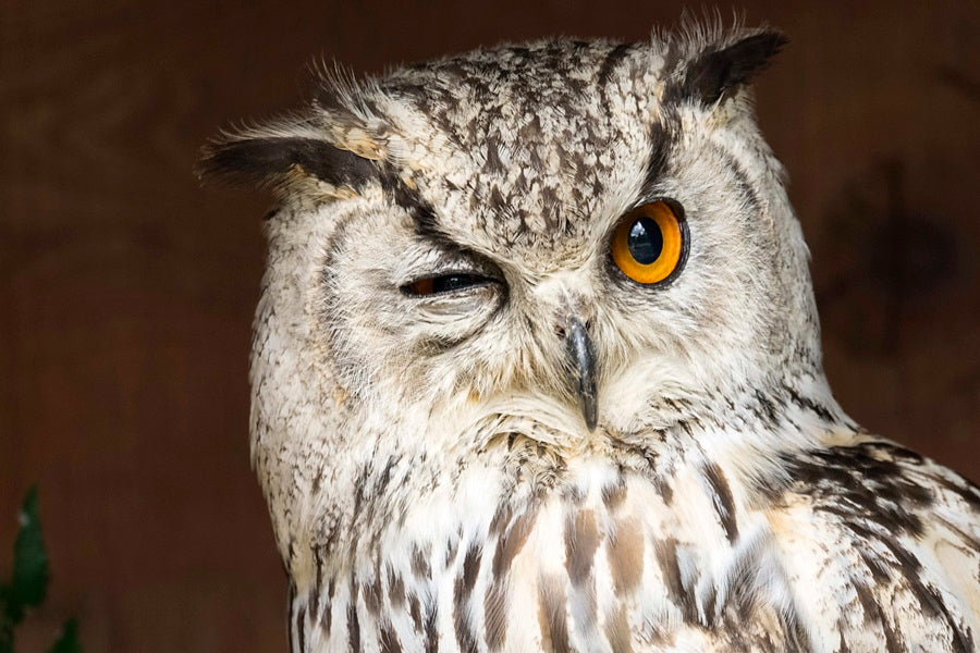 10 Fascinating Owls Of North America