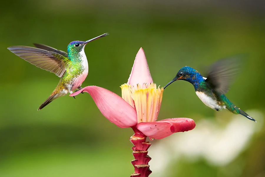 What Weather Do Hummingbirds Like? A Comprehensive Guide