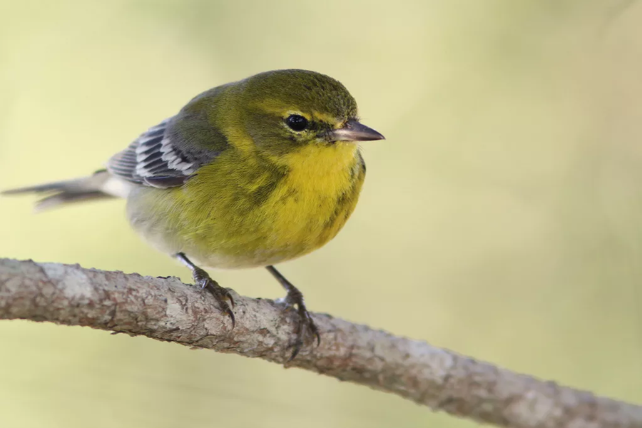 Yellow Warbler vs Pine Warbler vs American Goldfinch: How to Tell Them Apart