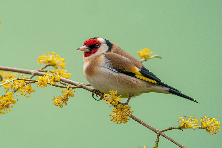 Goldfinch Spiritual Meaning: What Their Appearance Reveals About Your Life