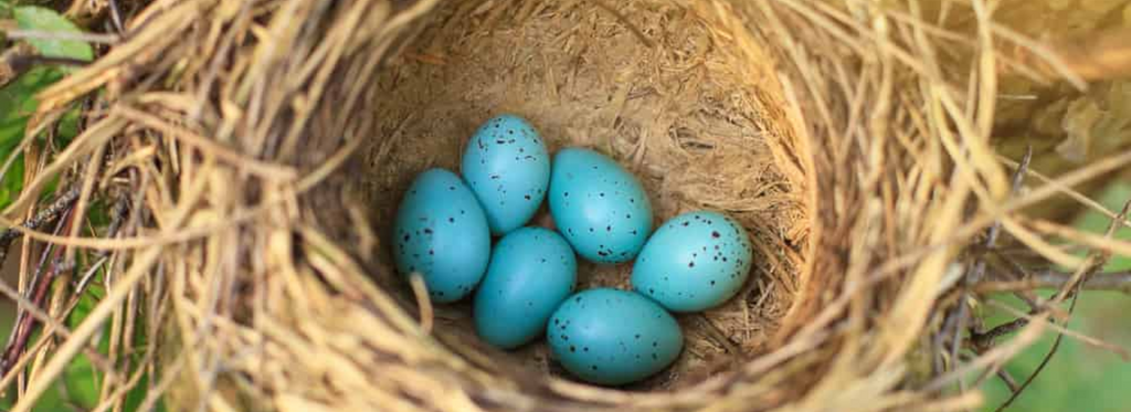 Birds that Lay Blue Eggs