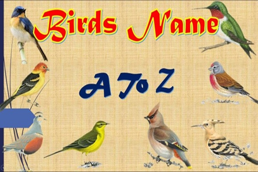 Discover Bird Species: A-Z Bird Names In Alphabetical Order