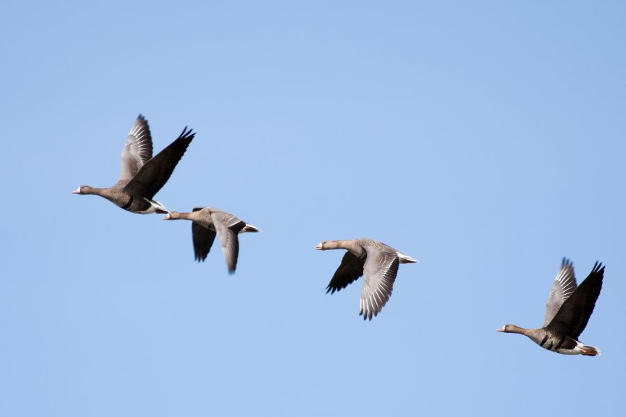 What Happens During Bird Migration & Vagrancy