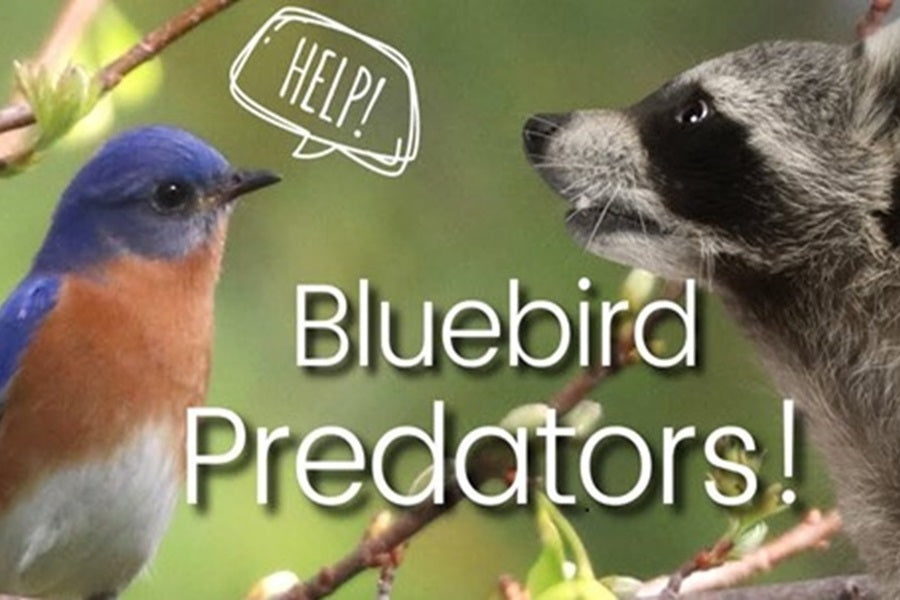 10 Bluebird Predator And Prevention Ways