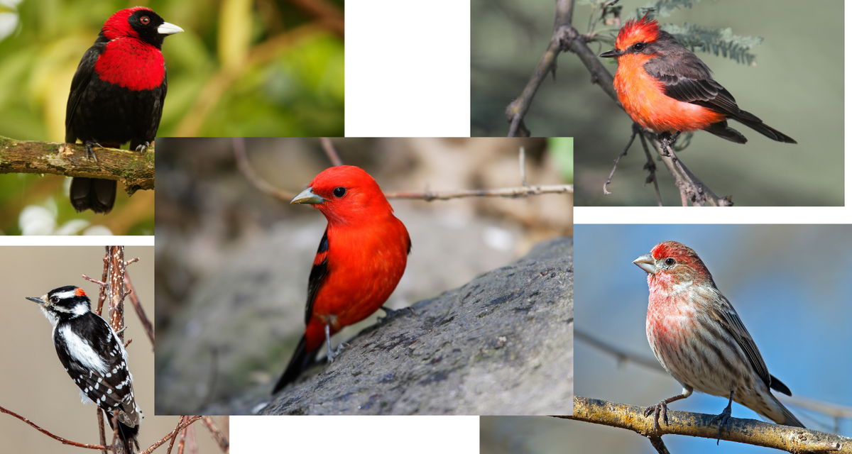 30 Birds with Red Heads - Red Elfs in the Sky – Birdfy