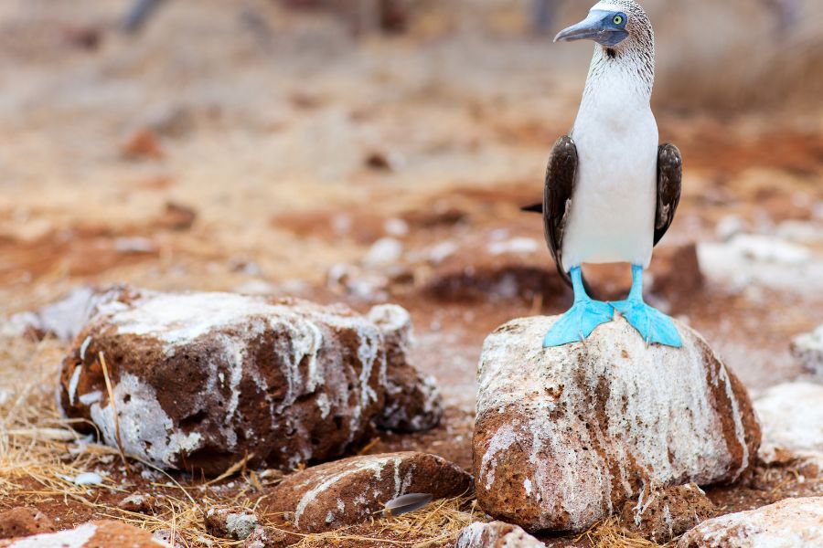 Weird Names of Birds