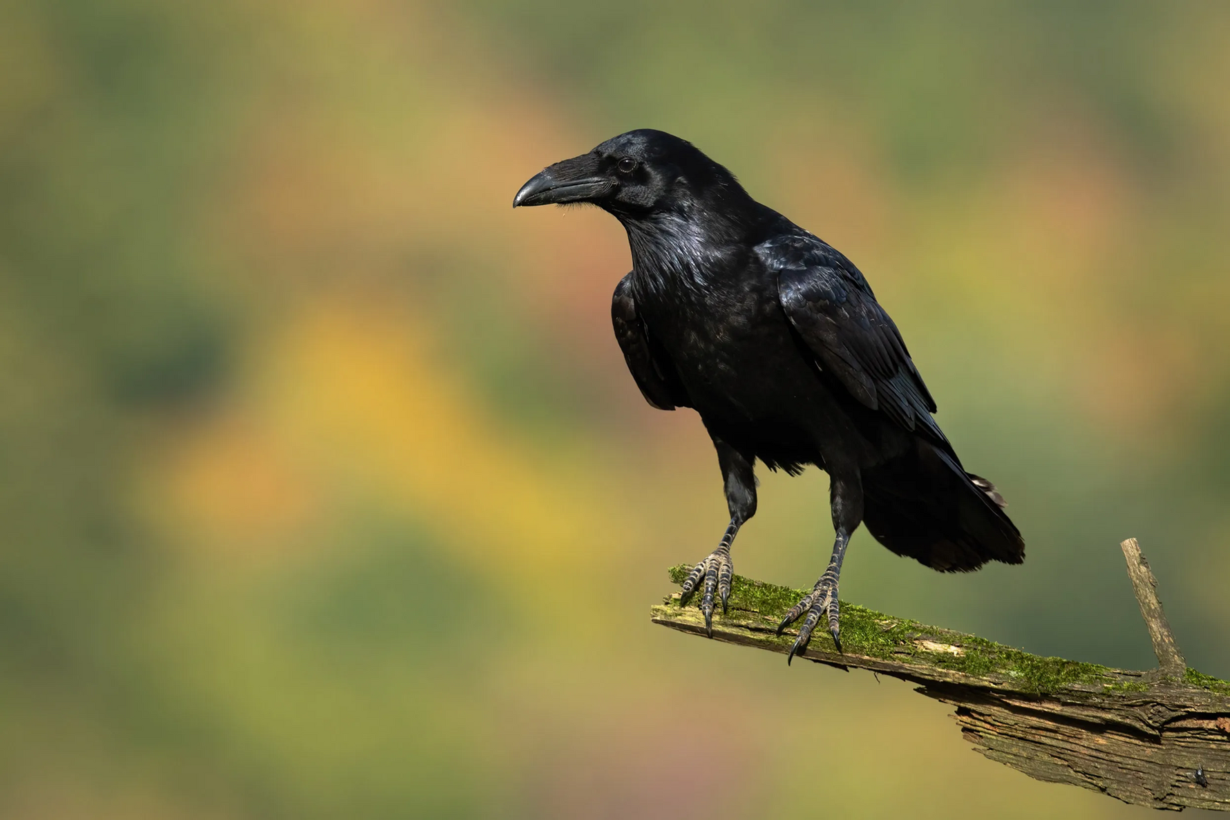 Raven Spiritual Meaning: Unveiling Its Mystical Symbolism