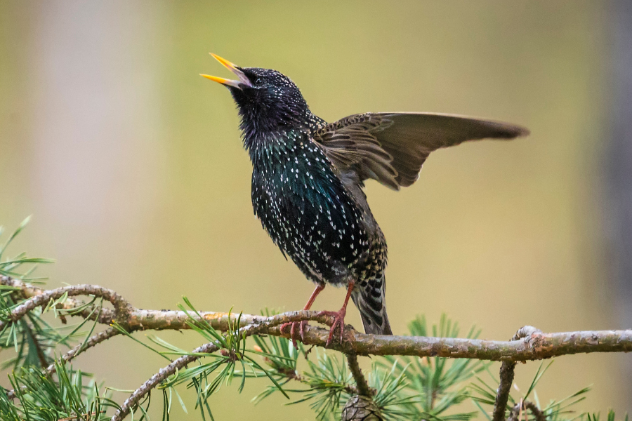 Fun Facts about Starlings