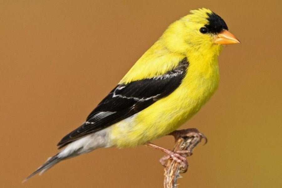 20 Common Finch Species In The US And Europe