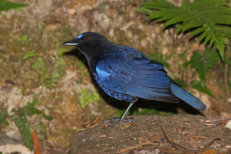 A Comprehensive Guide To Malabar Whistling Thrush Nesting And Eggs