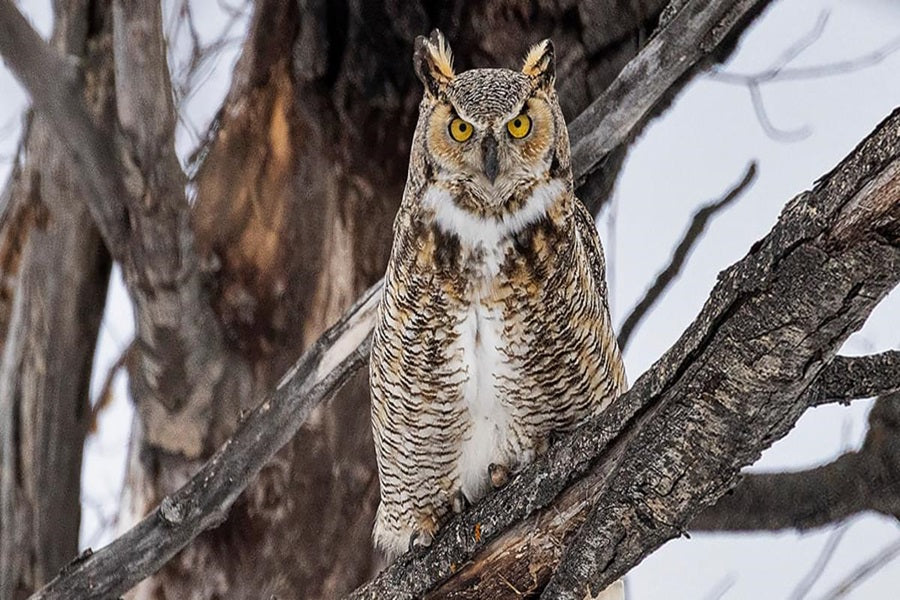 Fun Facts About Great Horned Owl