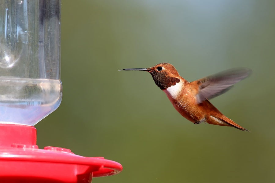 Top Tips To Transform Your Garden Into A Hummingbird Nesting Sanctuary