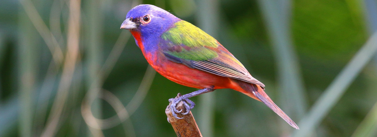 Bird introduction-Painted Bunting – Birdfy