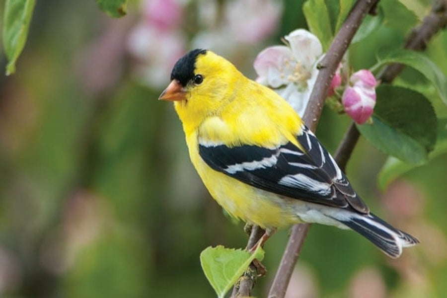 The Goldfinch Breeding Cycle: A Comprehensive Guide To Raising And Nurturing Chicks