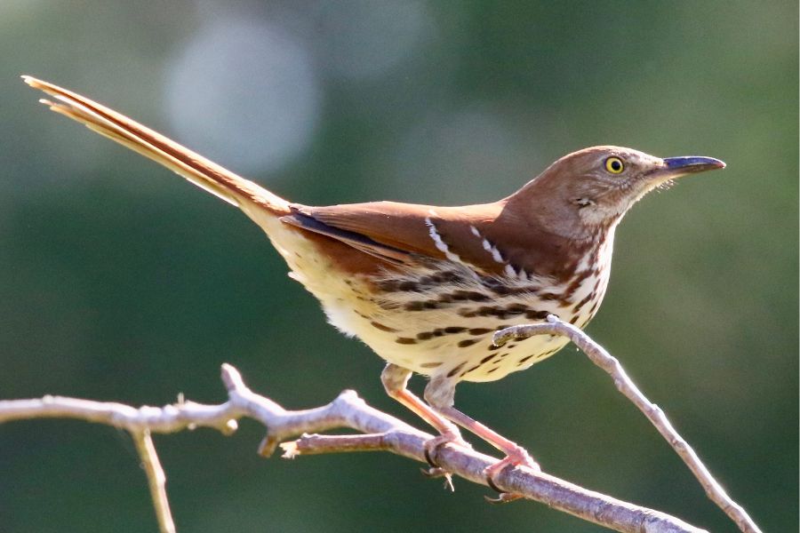 10 Types of Thrasher Birds in North America: A Bird Watcher’s Guide ...