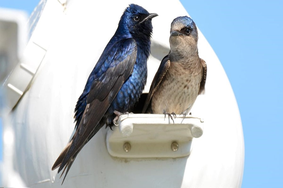 Fun Facts About Purple Martin