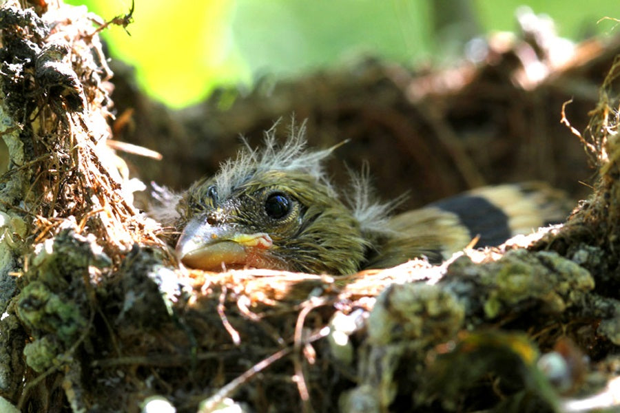 Goldfinch Nesting: A Detailed Look Into The American Goldfinch Unique Nesting Habits