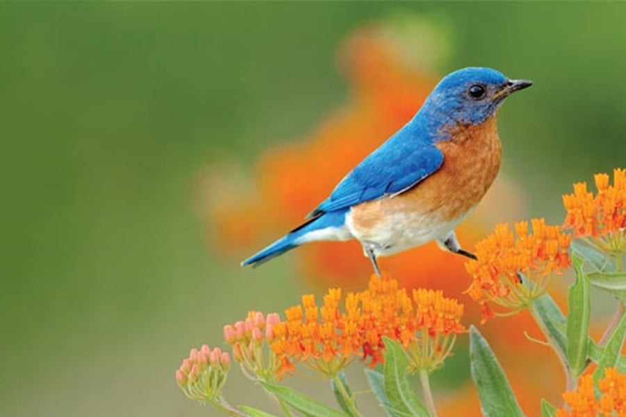 How To Attract Eastern Bluebirds To Your Yard?