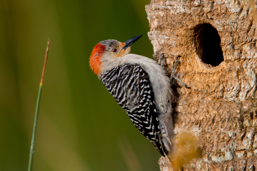 How Pileated Woodpeckers Build Nests and Care Eggs