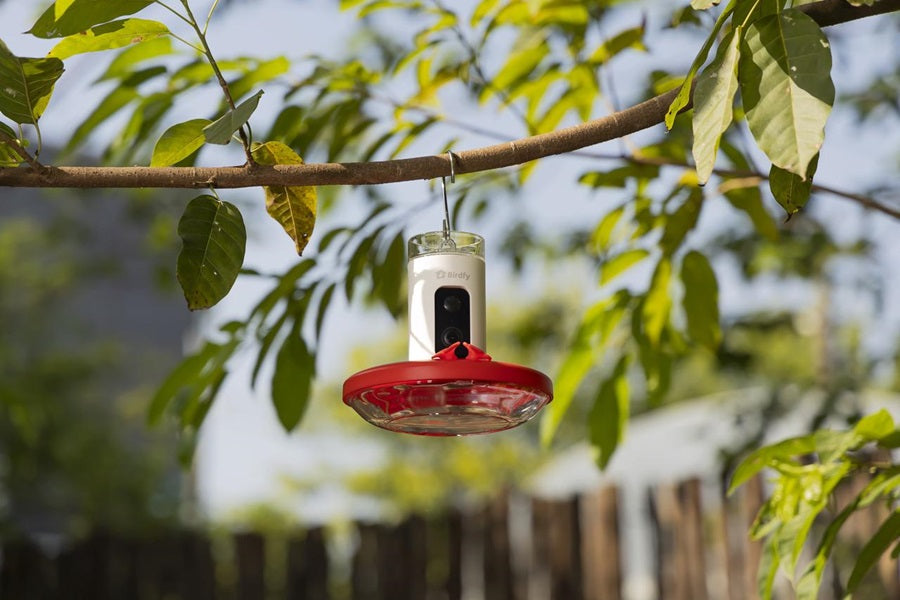 Birdfy Introduces the Birdfy Hum Feeder: A Smart Solution for Hummingbird Enthusiasts