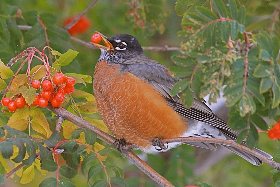 American Robins: A Sign of Spring