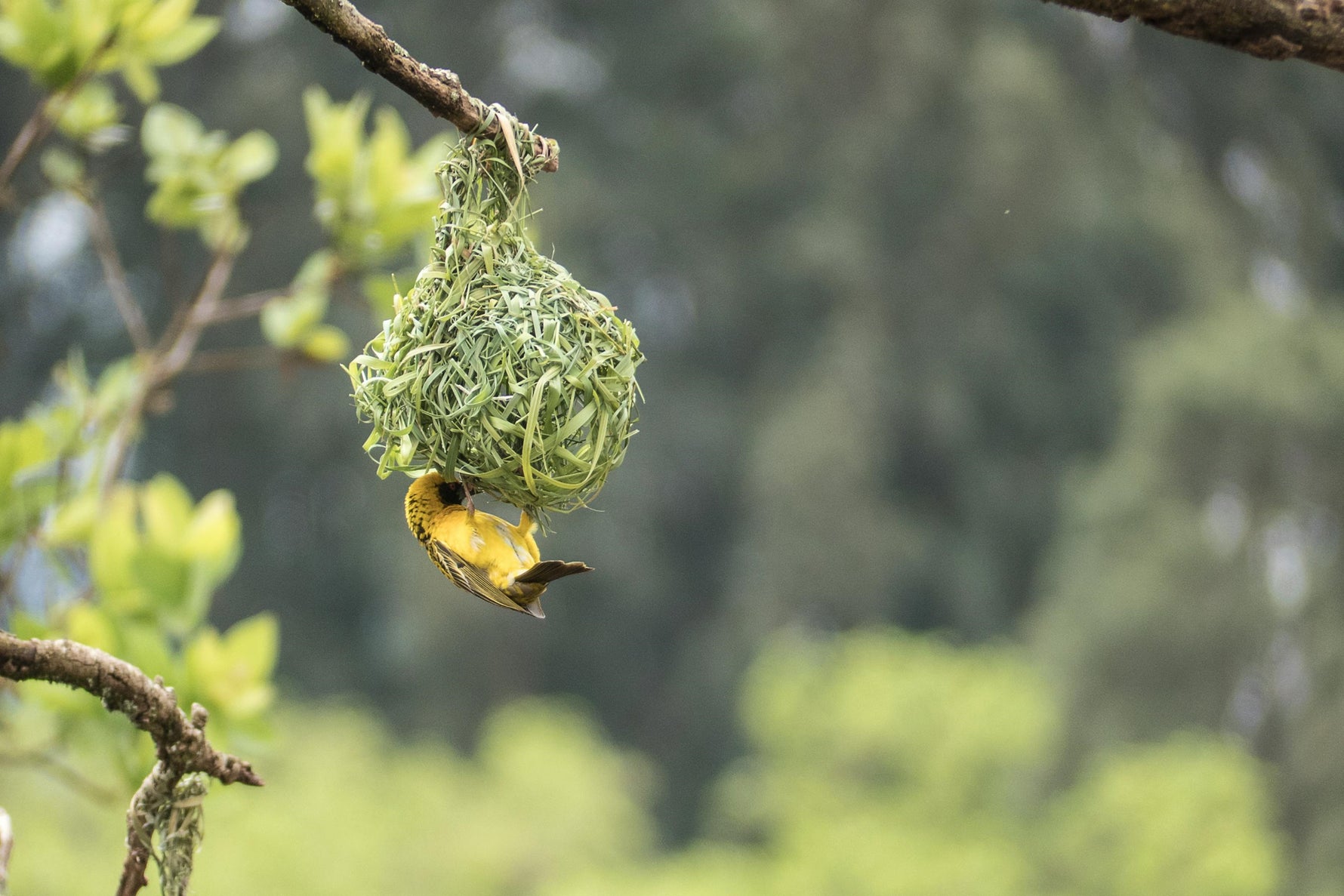 Fun Facts about Bird Nests