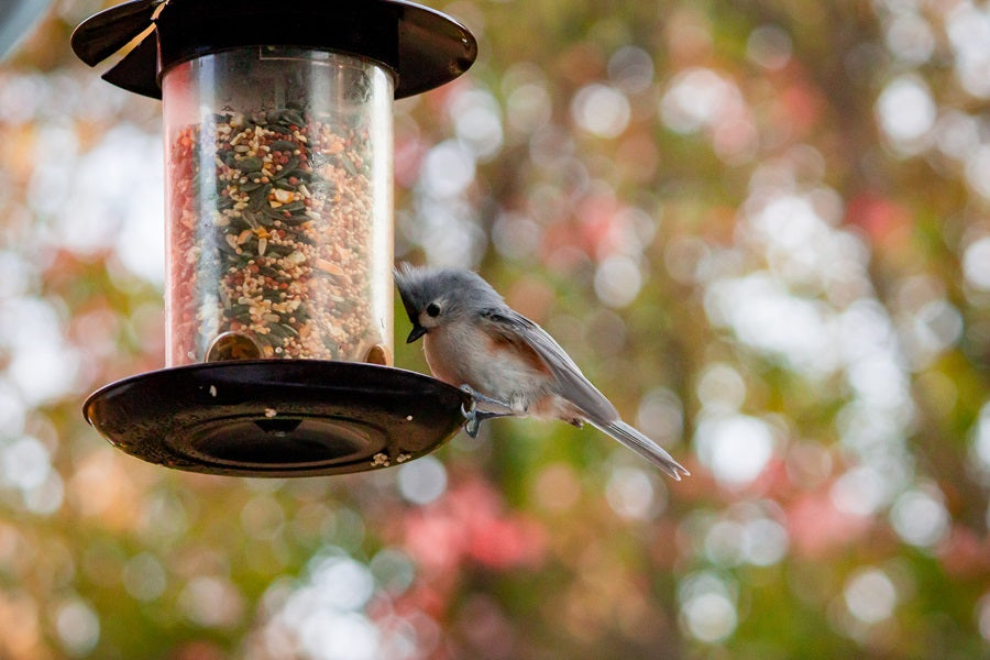 Types Of Bird Seeds That Birds Love Best- How  To Choose The Right Bird Seed