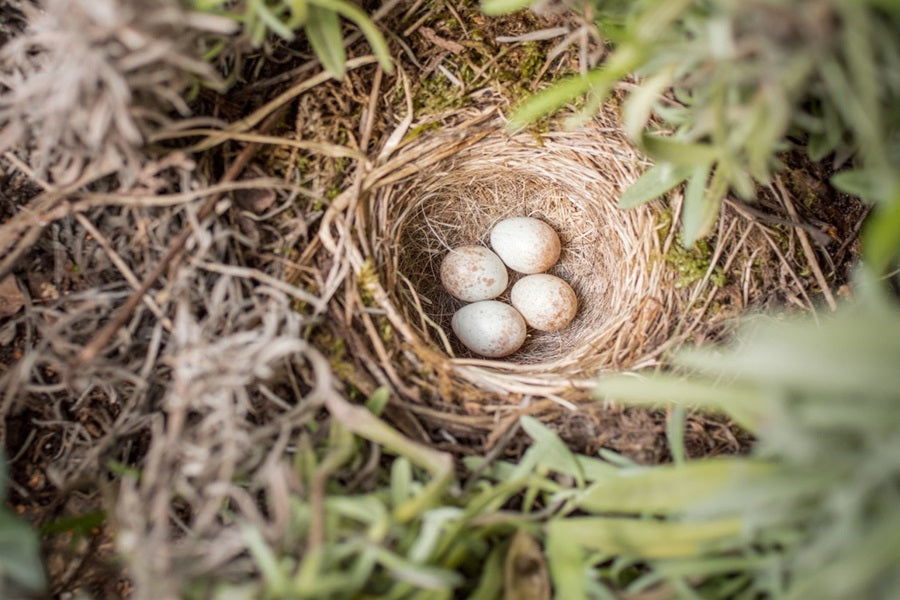 What To Do If You Find Baby Bird Eggs?