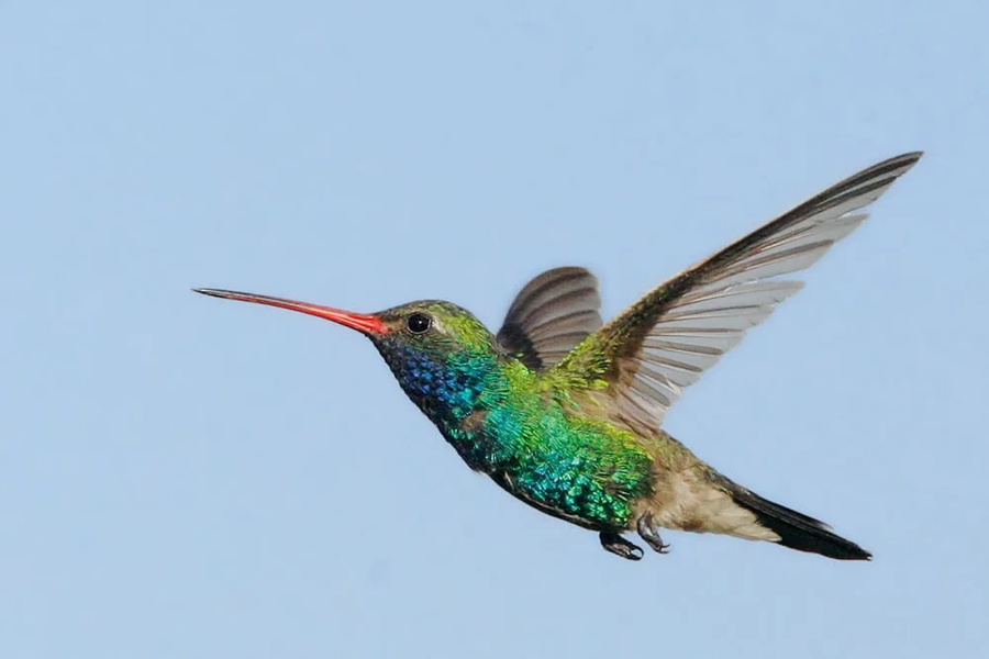 12 Ways- How To Help Hummingbirds Survive Migration