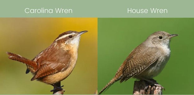 How To Attract Carolina Wrens And House Wrens: A Complete Guide