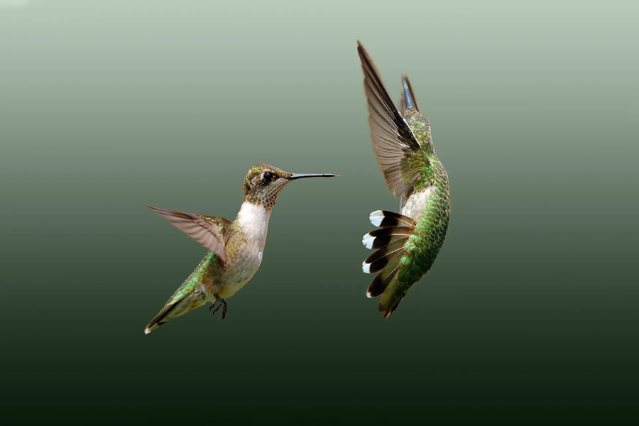 Why Do Hummingbirds Fight Over Feeders?