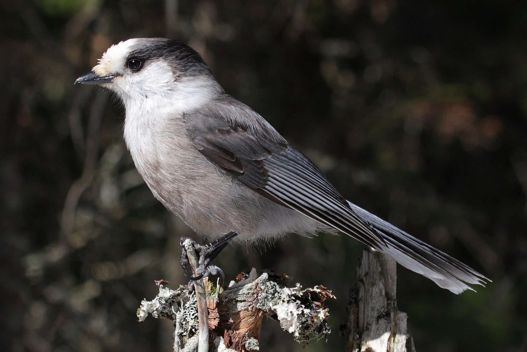 12 Fun Facts About Gray Jays- Canada Jays