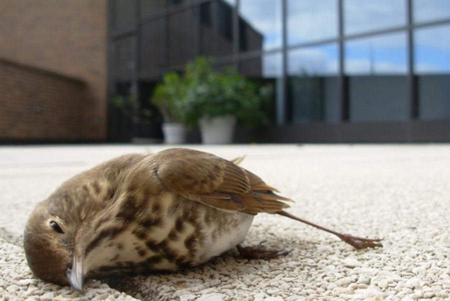 Bird Collisions In Chicago: A Growing Crisis And What We Can Do