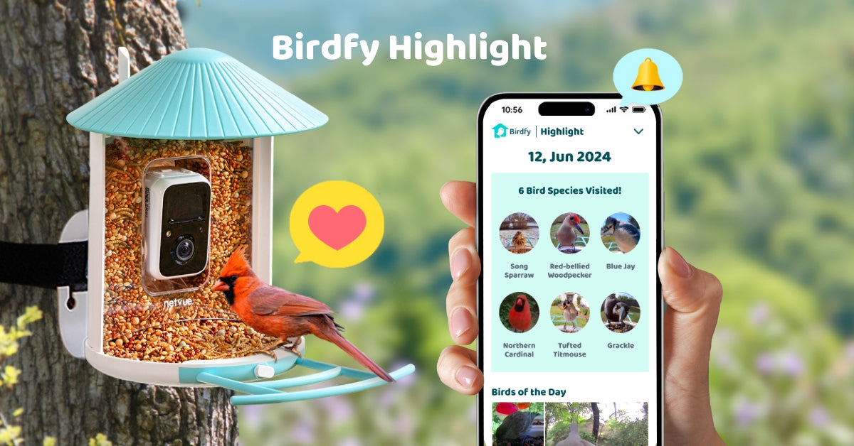 Birdfy Highlight