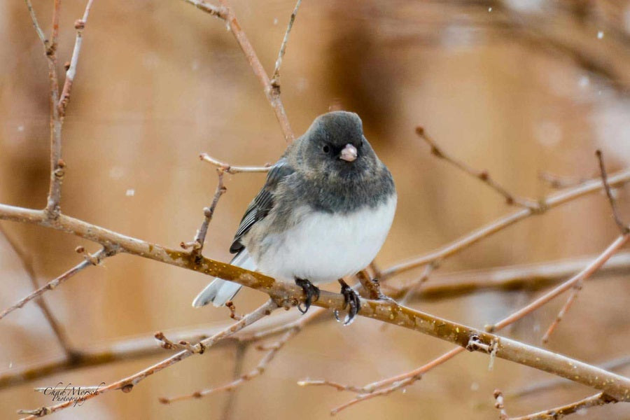 Snowbirds– 12 Fun Facts About Junco’s Winter Habits