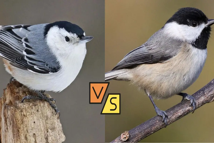 Nuthatch-Vs-Chickadee: Understanding These Charming Birds