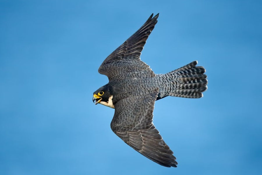 The Peregrine By J.A. Baker: An Exploration Of Nature, Freedom, And Human Existence