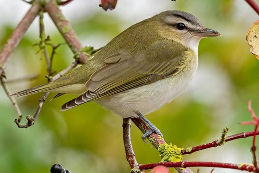 What Is the Difference Between Red-Eyed and Blue-Headed Vireo?