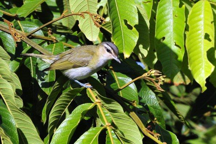 What Is the Difference Between Black-Whiskered Vireo Vs Red-Eyed Vireo?