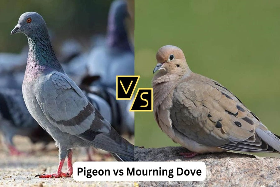 Pigeons Vs Doves- How To Identify And Distinguish These Common Birds