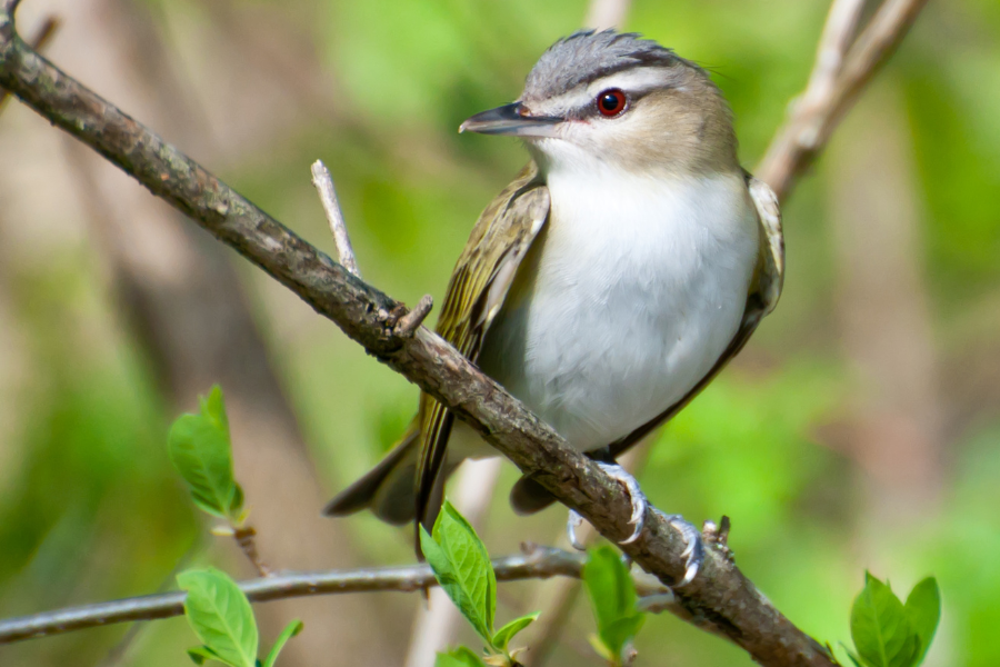 Red-Eyed Vireo Spiritual Meaning: What Their Appearance Reveals About Your Life