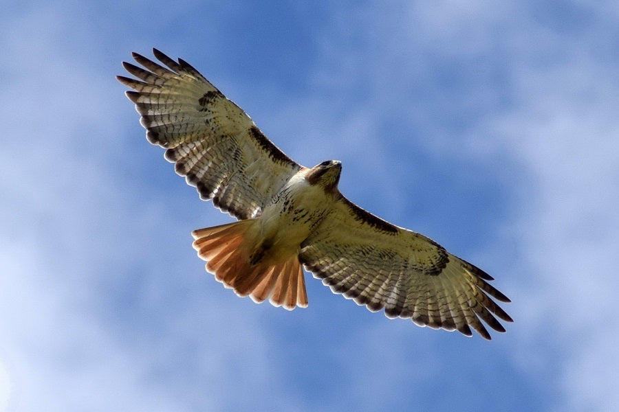 What Do Hawks Eat? Exploring The Diverse Diet Of Hawks