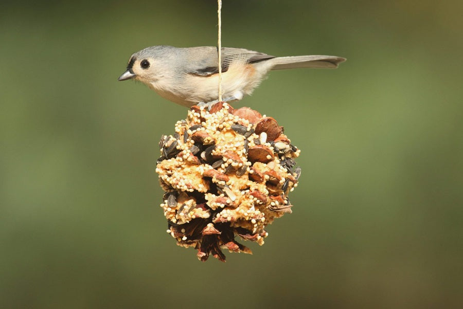 20 Common Questions About Bird Suet