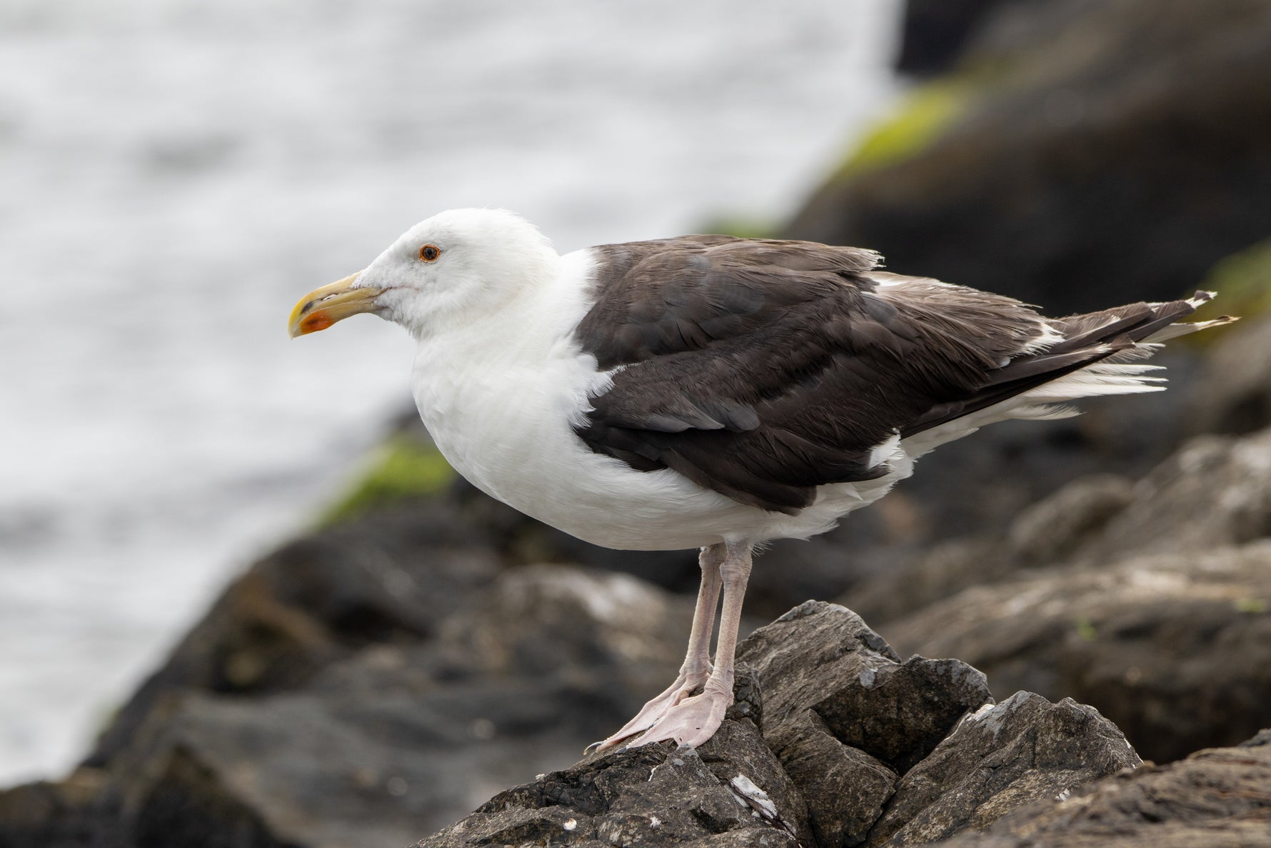 Seabirds, Shorebirds, Coastal Birds, And Waterfowl