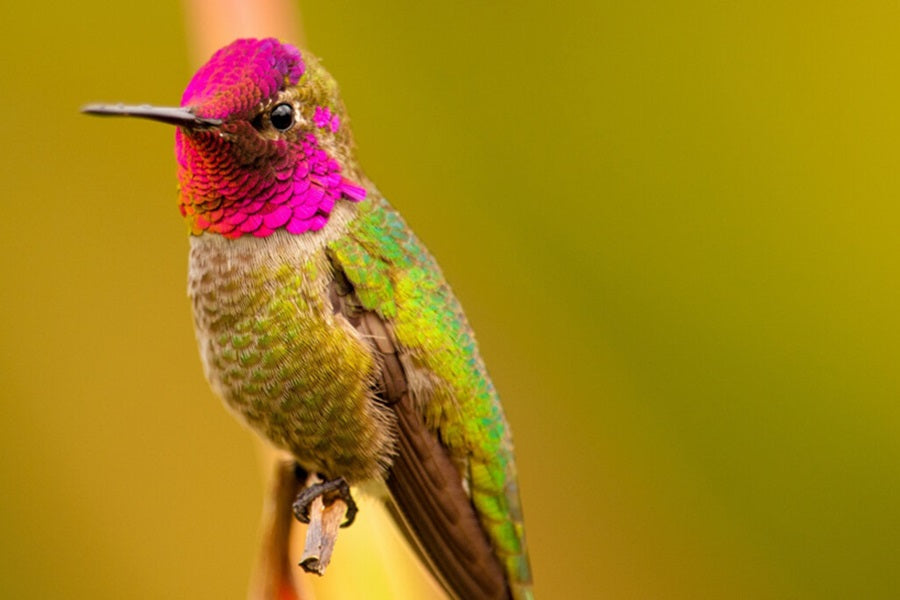 Nesting And Breeding Of Anna's Hummingbird- Understanding Their Unique Reproductive Patterns