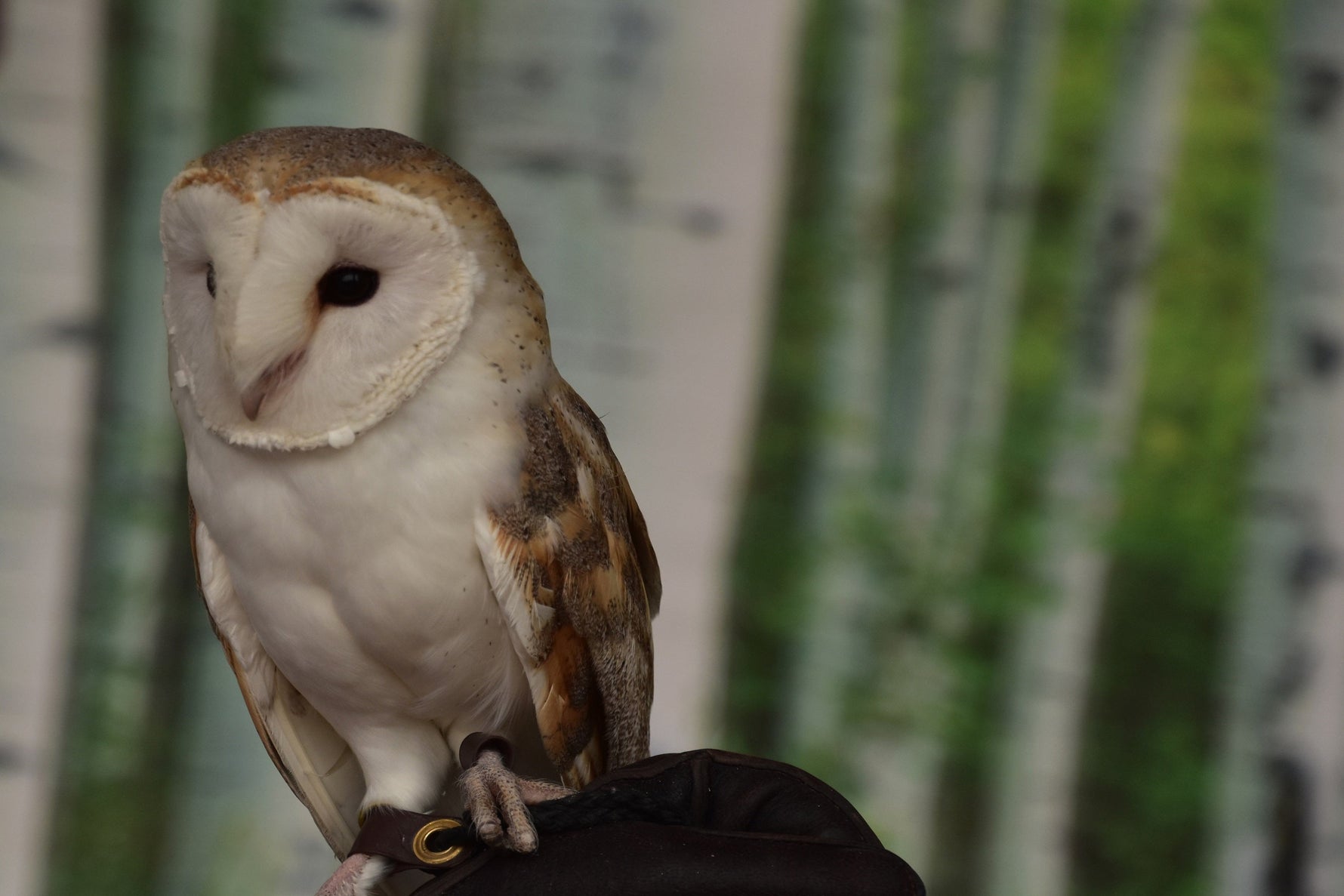 How To Build And Install A Barn Owl Nest Box On A Tree: Complete Guide