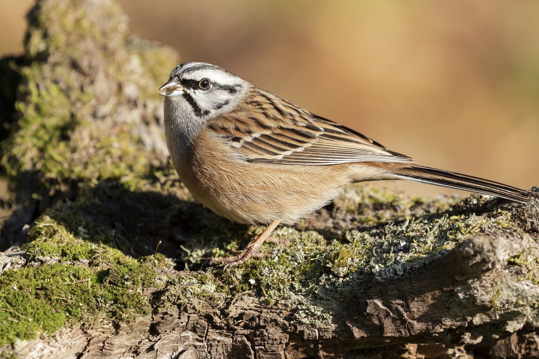 Top 5 Warblers Of North America