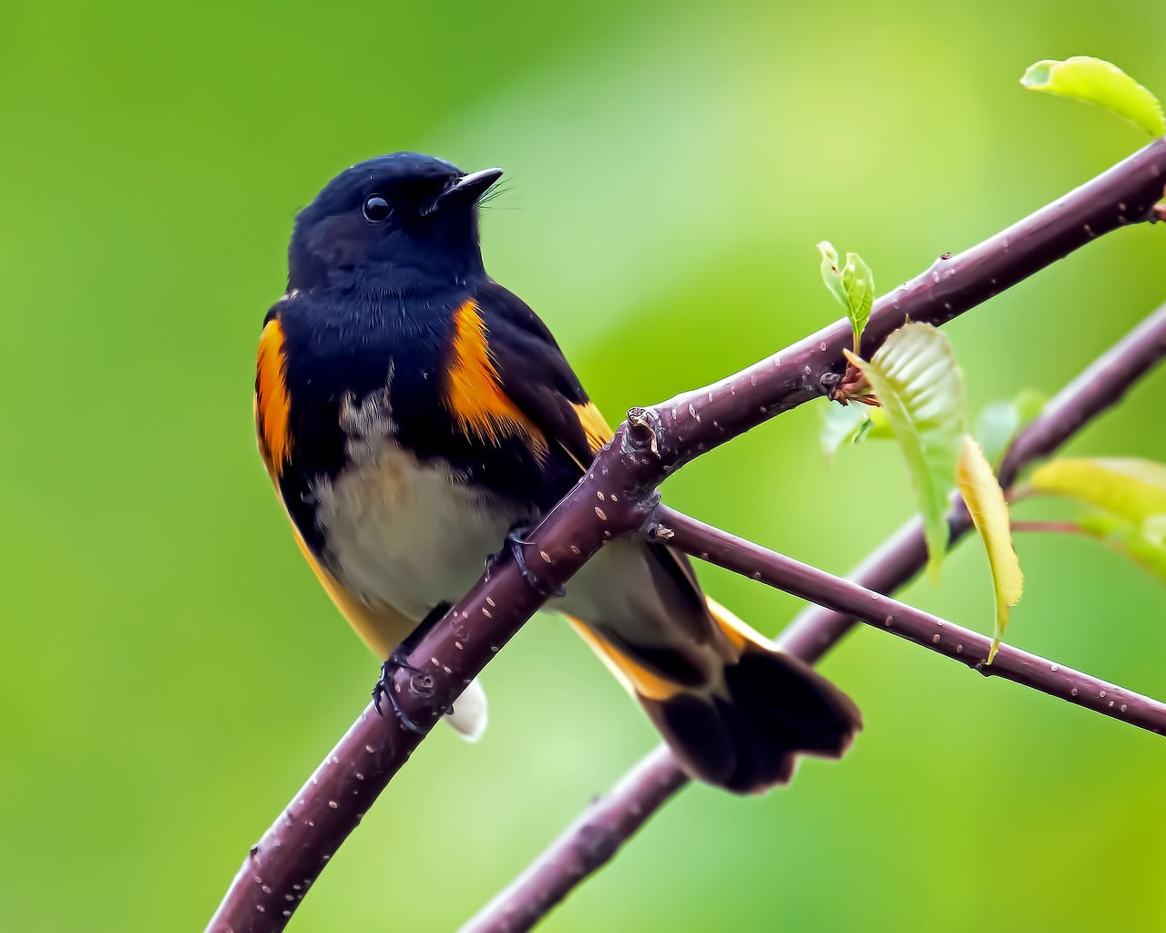 Orange Birds