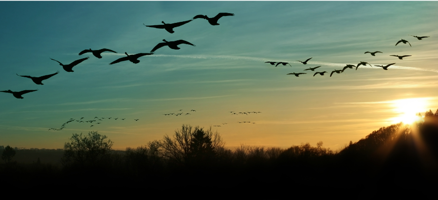 Should Bird Feeders Be Taken Down During Migration